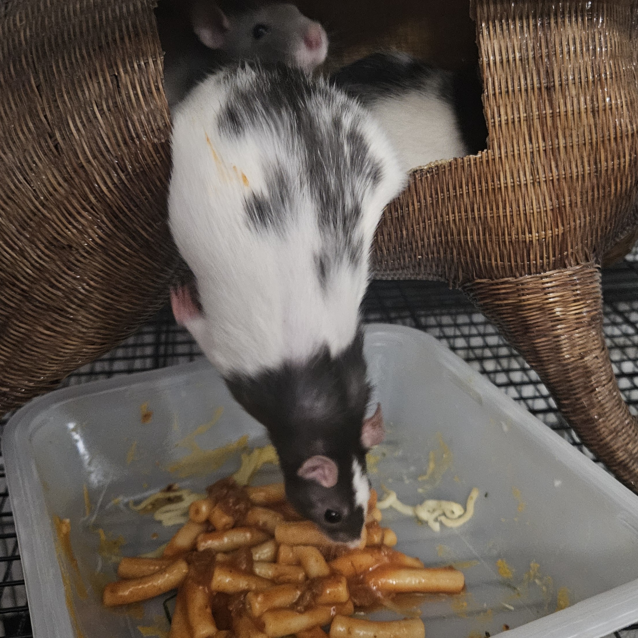 Lardass Rat